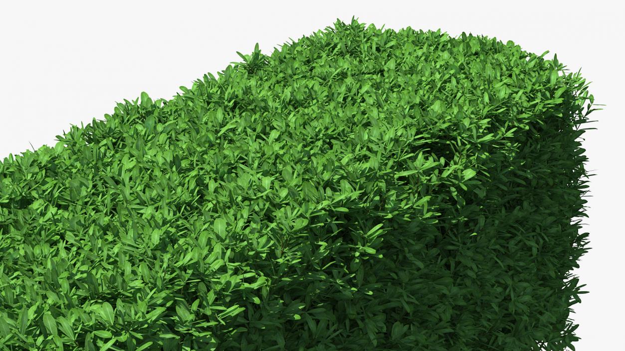 Boxwood Hedge Fence 3D model