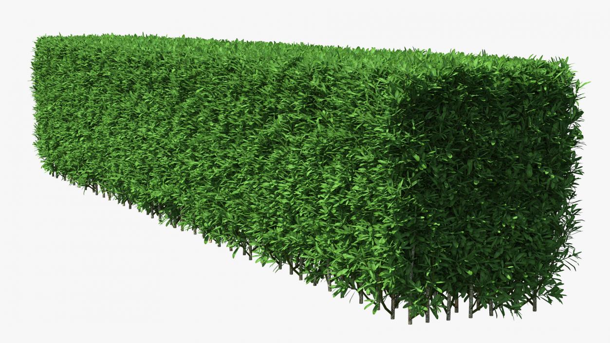 Boxwood Hedge Fence 3D model