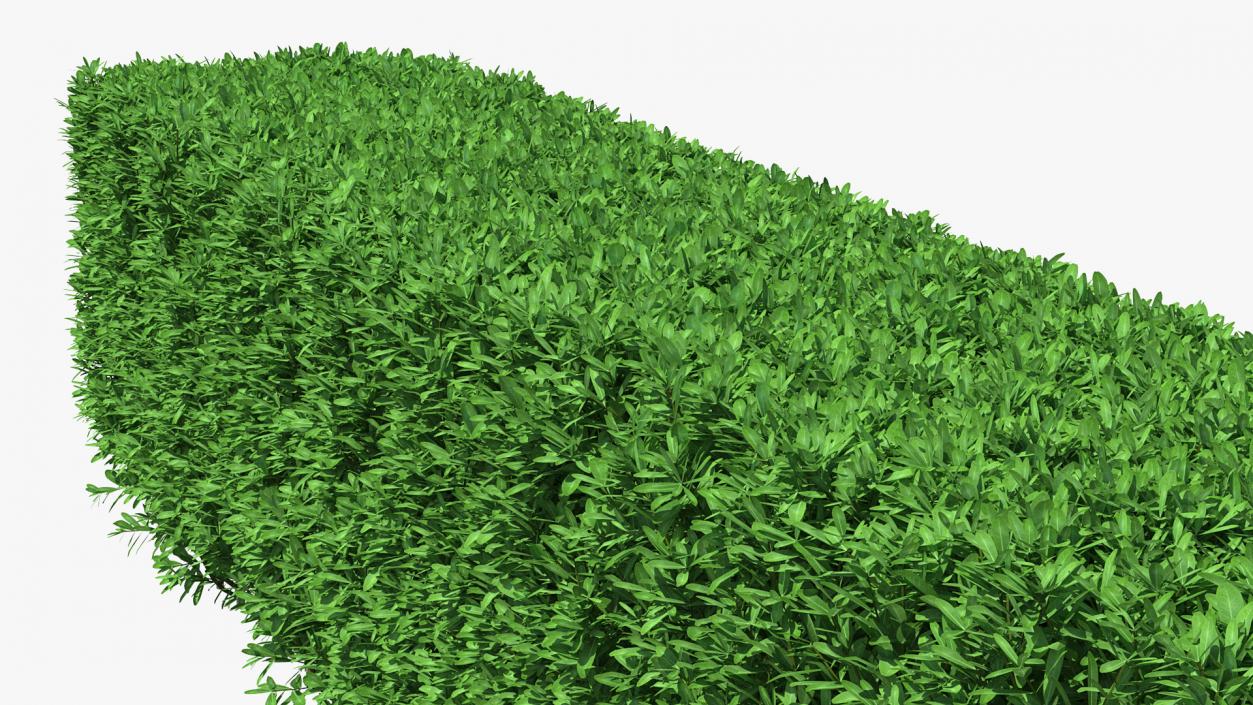 Boxwood Hedge Fence 3D model