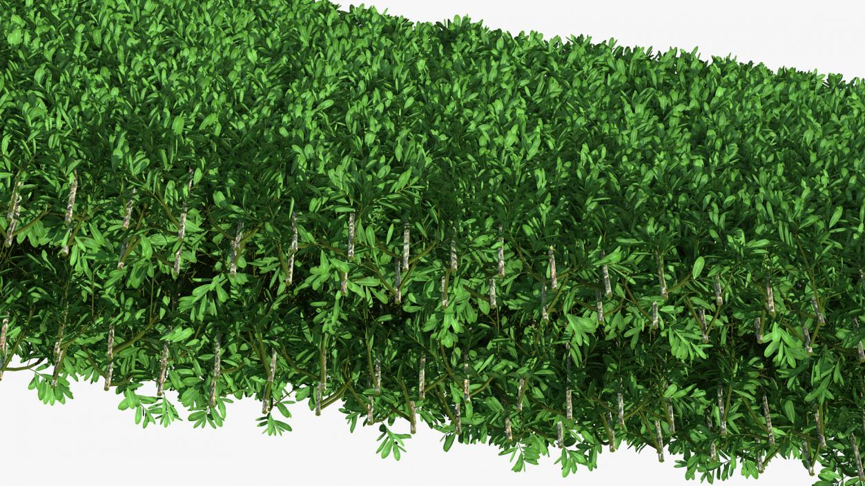 Boxwood Hedge Fence 3D model