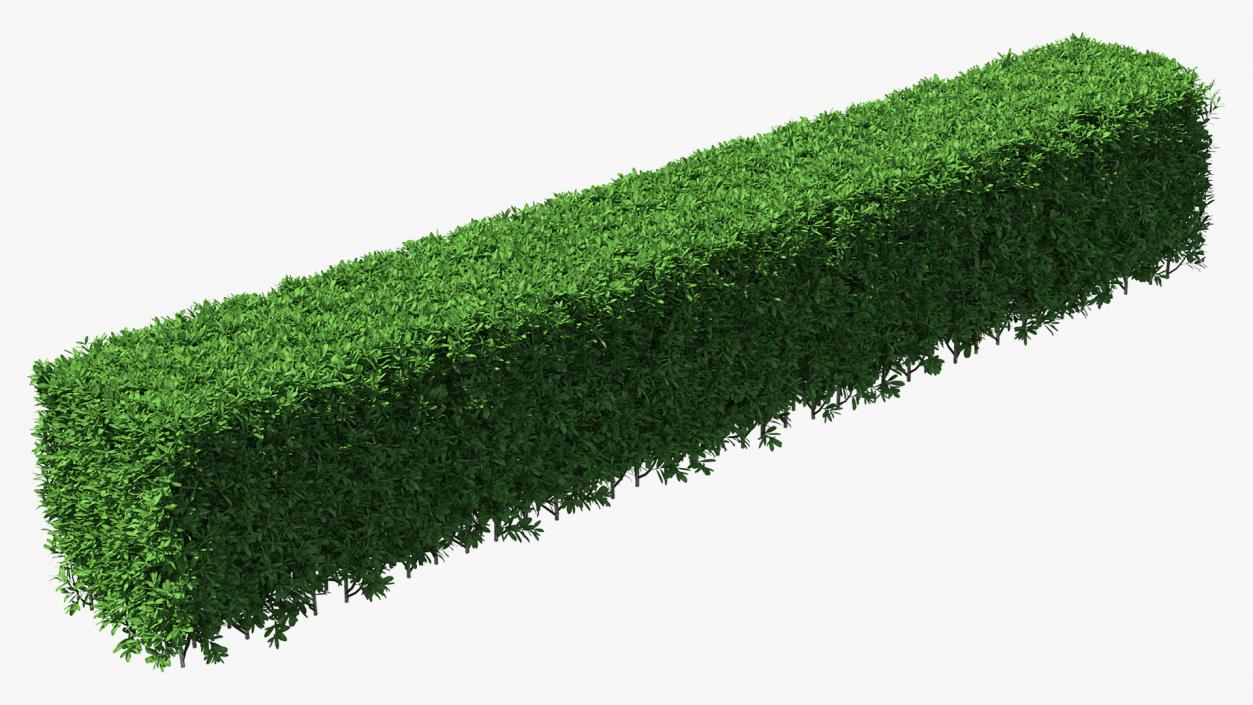 Boxwood Hedge Fence 3D model