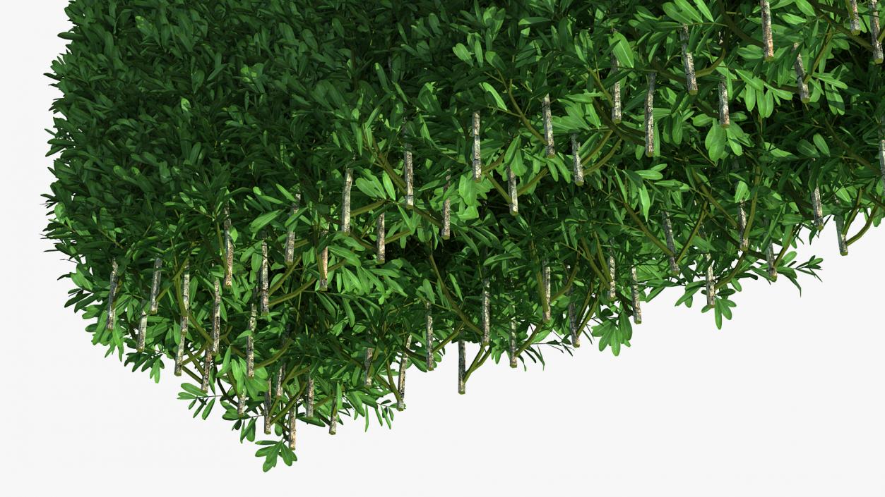 Boxwood Hedge Fence 3D model