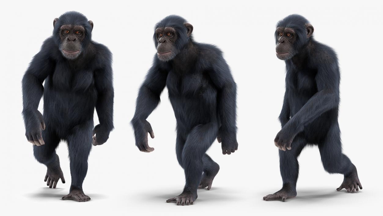 3D Animated Chimpanzee Walking Dark Skin Fur Rigged model