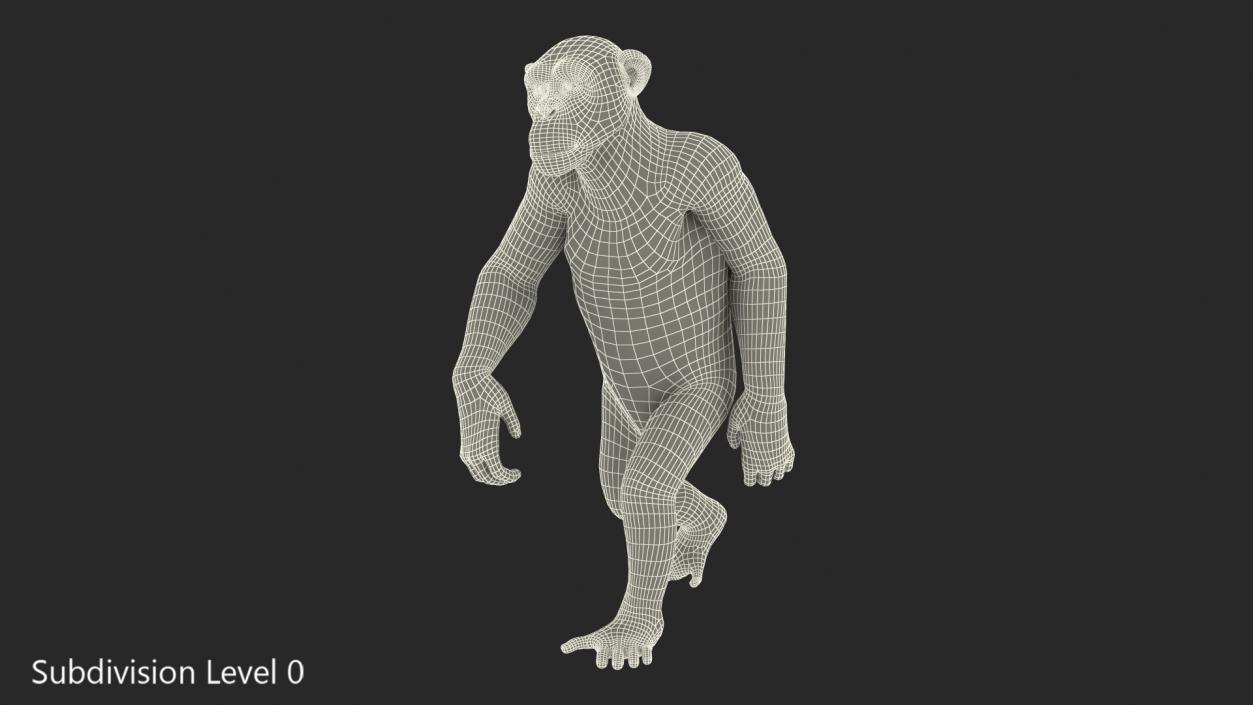 3D Animated Chimpanzee Walking Dark Skin Fur Rigged model