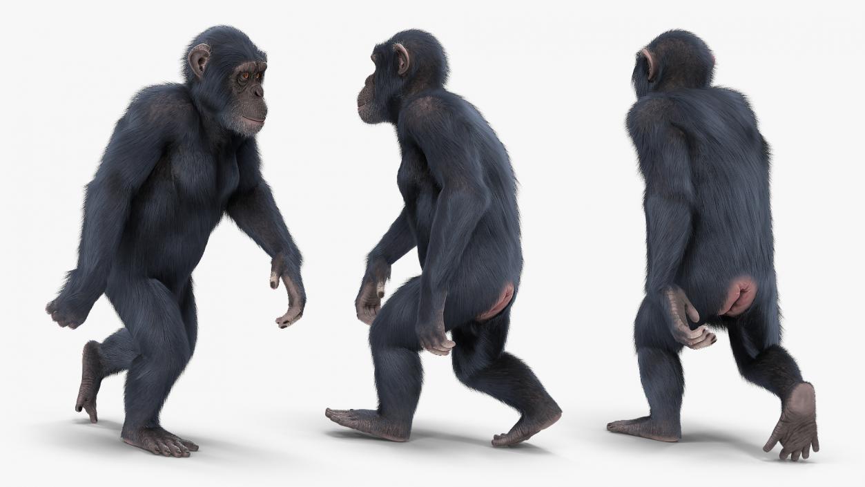 3D Animated Chimpanzee Walking Dark Skin Fur Rigged model