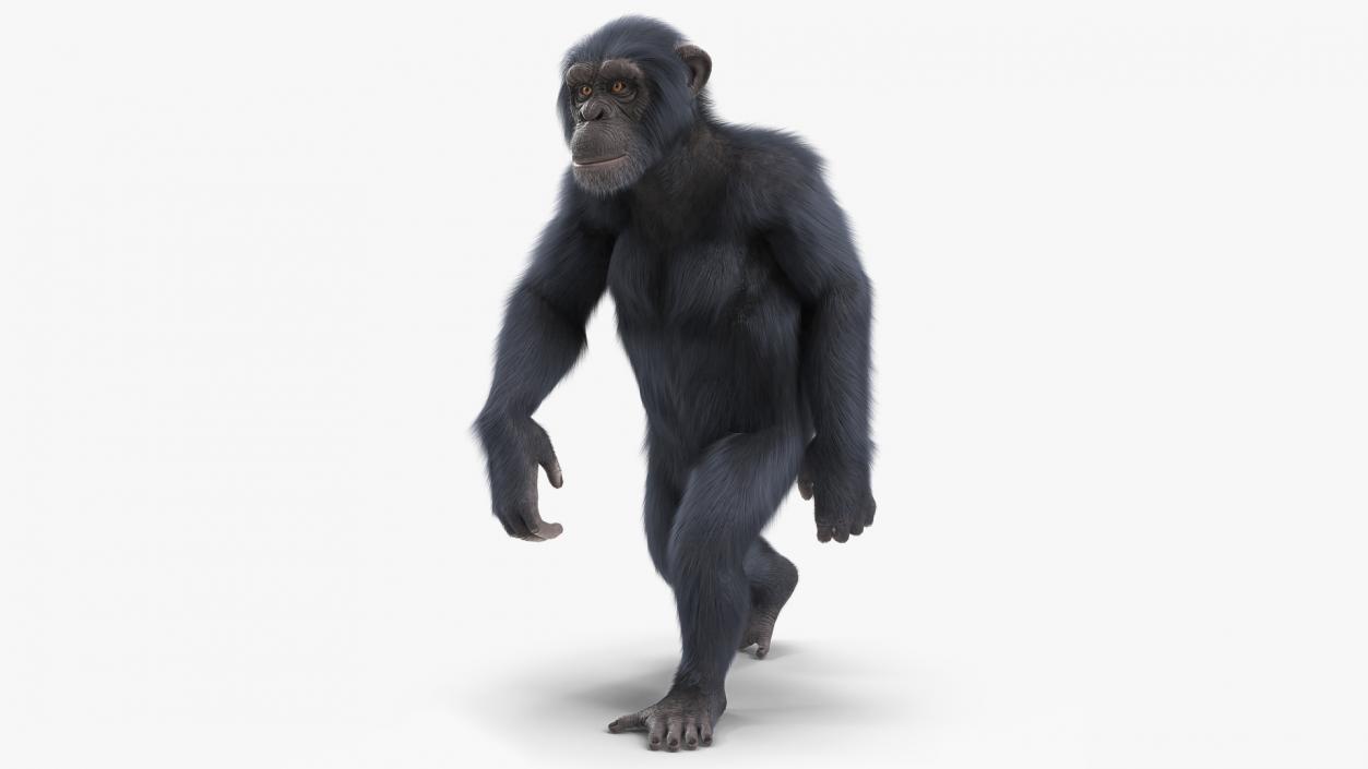 3D Animated Chimpanzee Walking Dark Skin Fur Rigged model