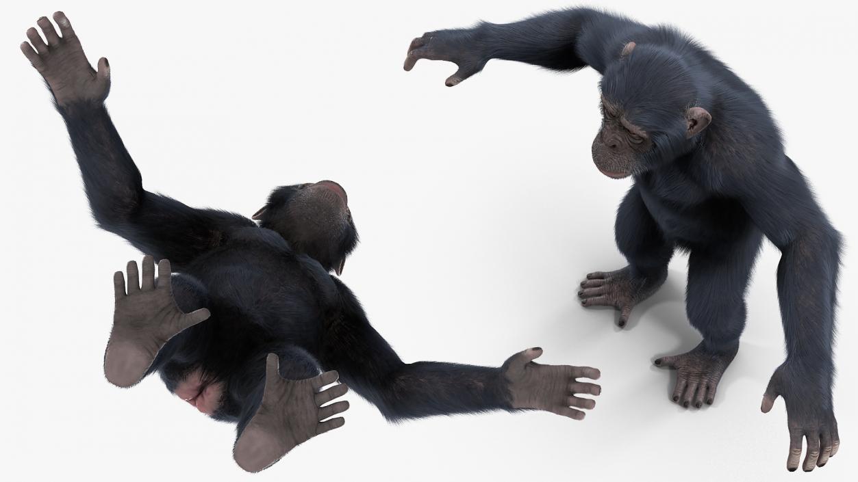 3D Animated Chimpanzee Walking Dark Skin Fur Rigged model