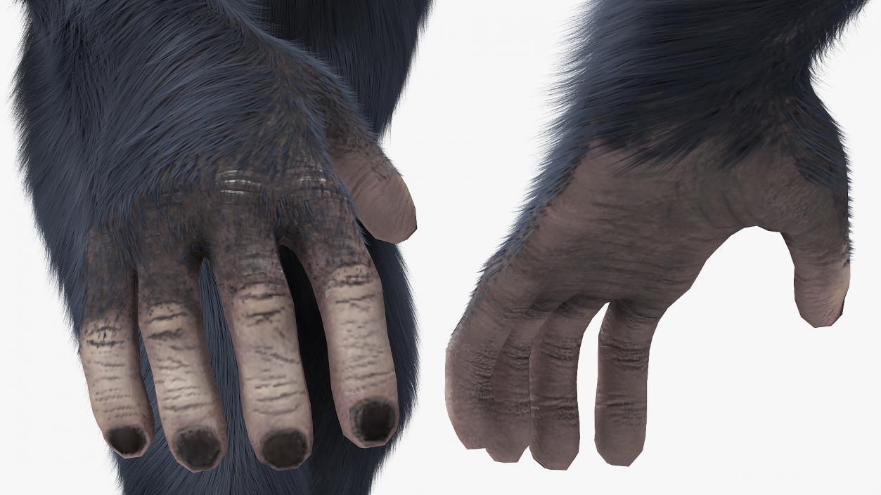 3D Animated Chimpanzee Walking Dark Skin Fur Rigged model