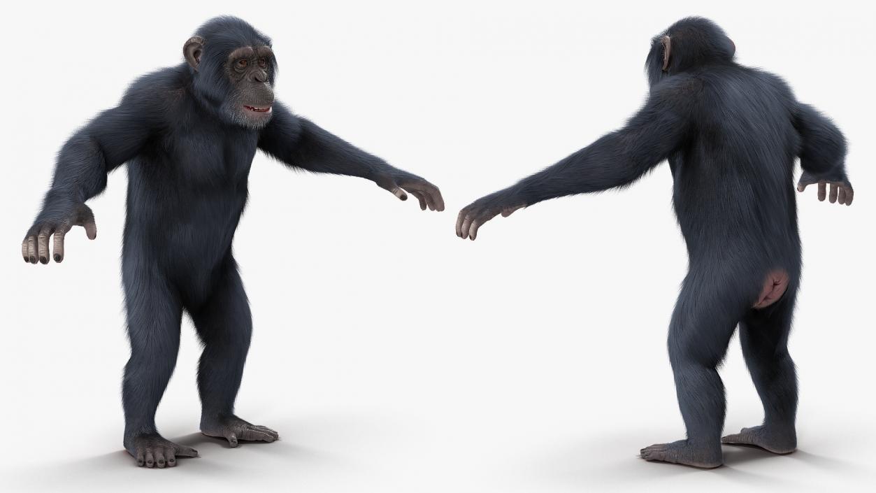 3D Animated Chimpanzee Walking Dark Skin Fur Rigged model