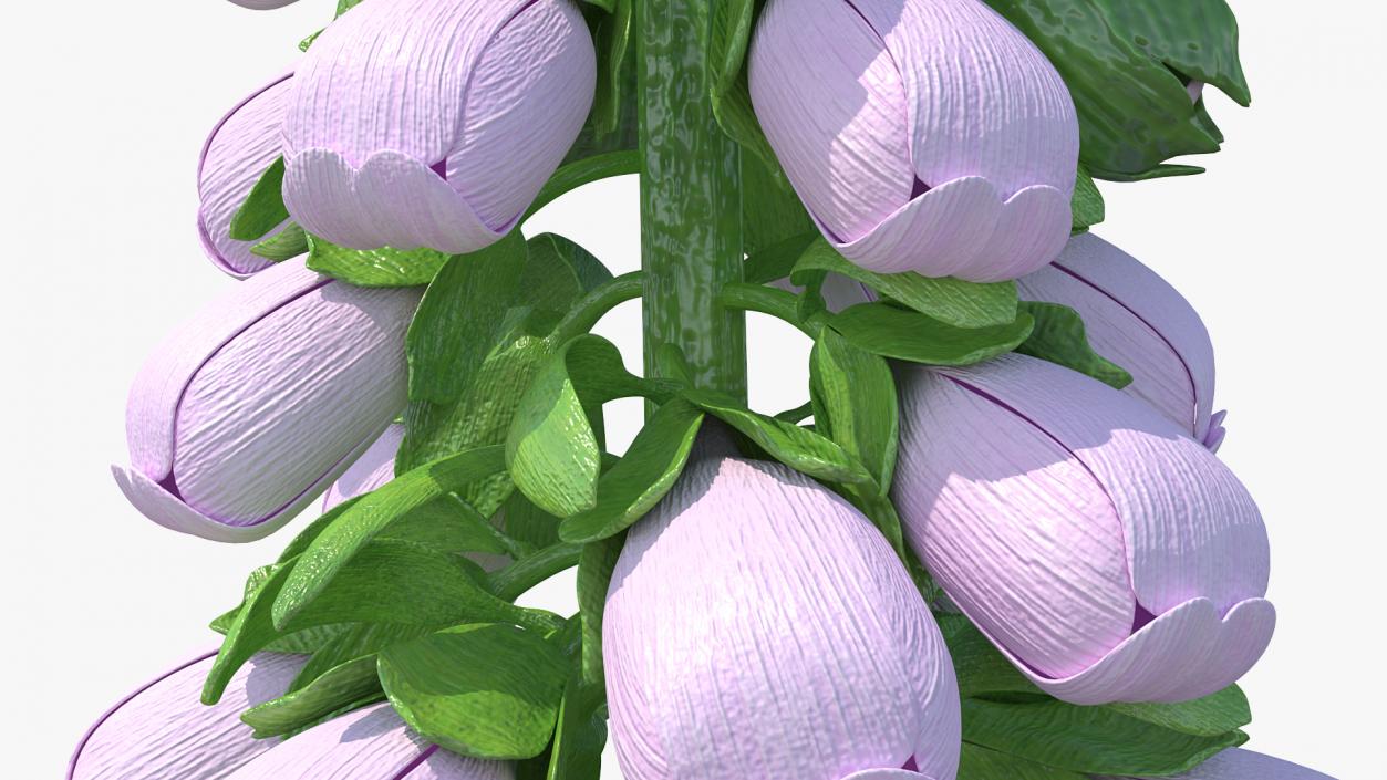 Digitalis Purpurea Plant 3D model