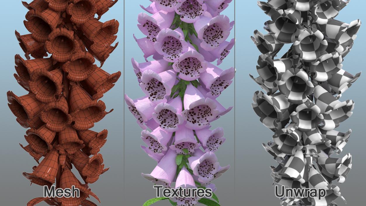 Digitalis Purpurea Plant 3D model