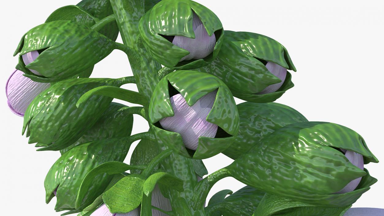 Digitalis Purpurea Plant 3D model