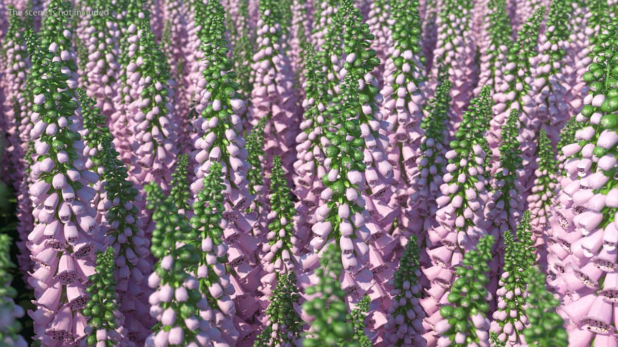 Digitalis Purpurea Plant 3D model