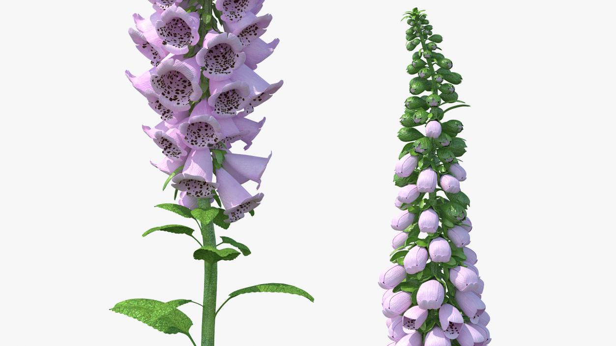 Digitalis Purpurea Plant 3D model