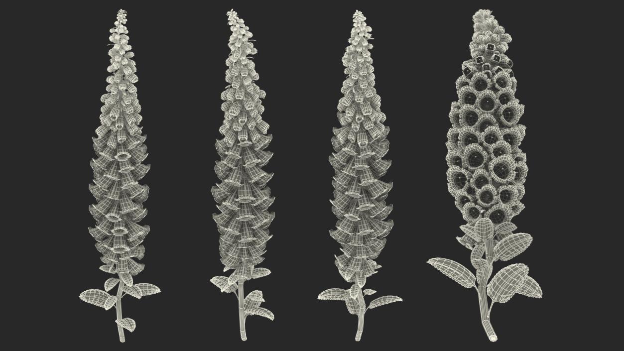 Digitalis Purpurea Plant 3D model