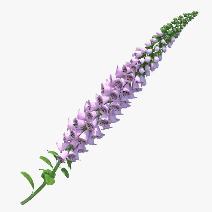 Digitalis Purpurea Plant 3D model