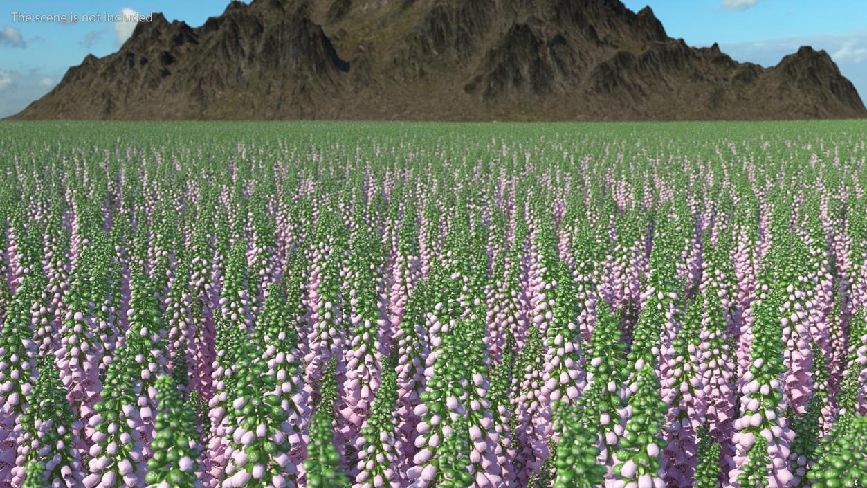 Digitalis Purpurea Plant 3D model