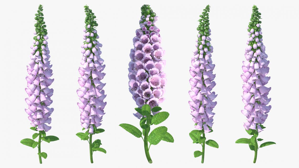 Digitalis Purpurea Plant 3D model