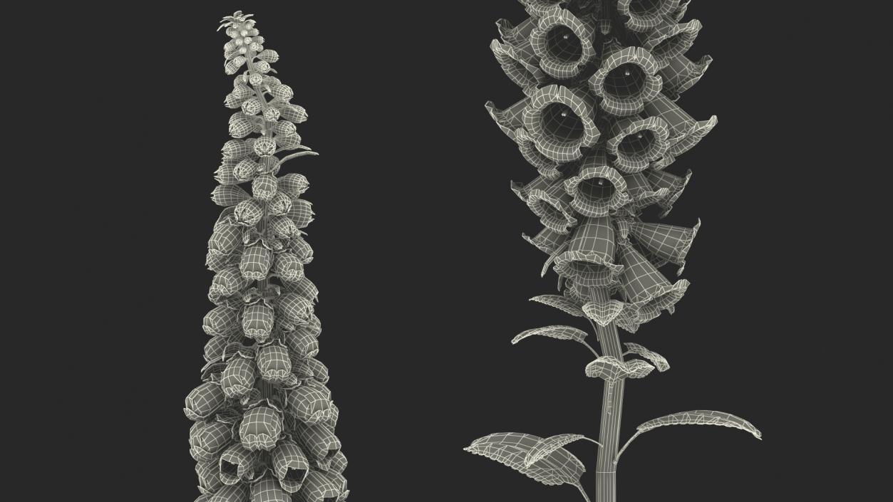 Digitalis Purpurea Plant 3D model