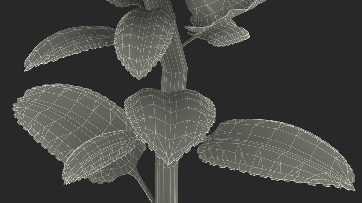 Digitalis Purpurea Plant 3D model