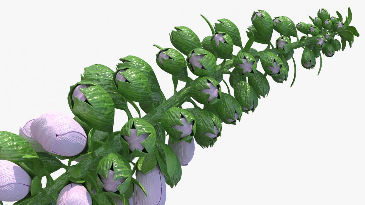 Digitalis Purpurea Plant 3D model