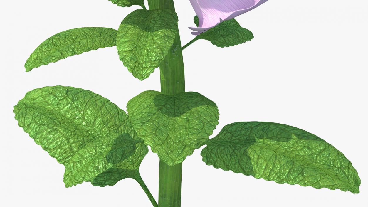 Digitalis Purpurea Plant 3D model