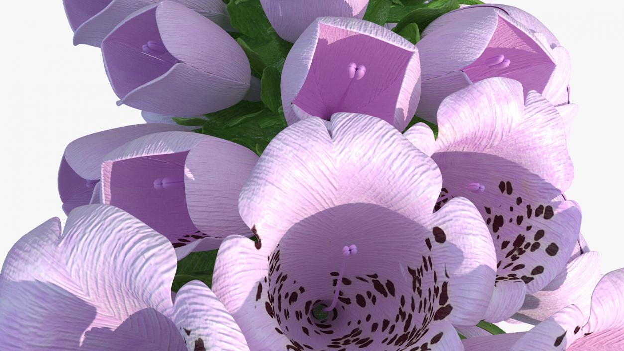 Digitalis Purpurea Plant 3D model