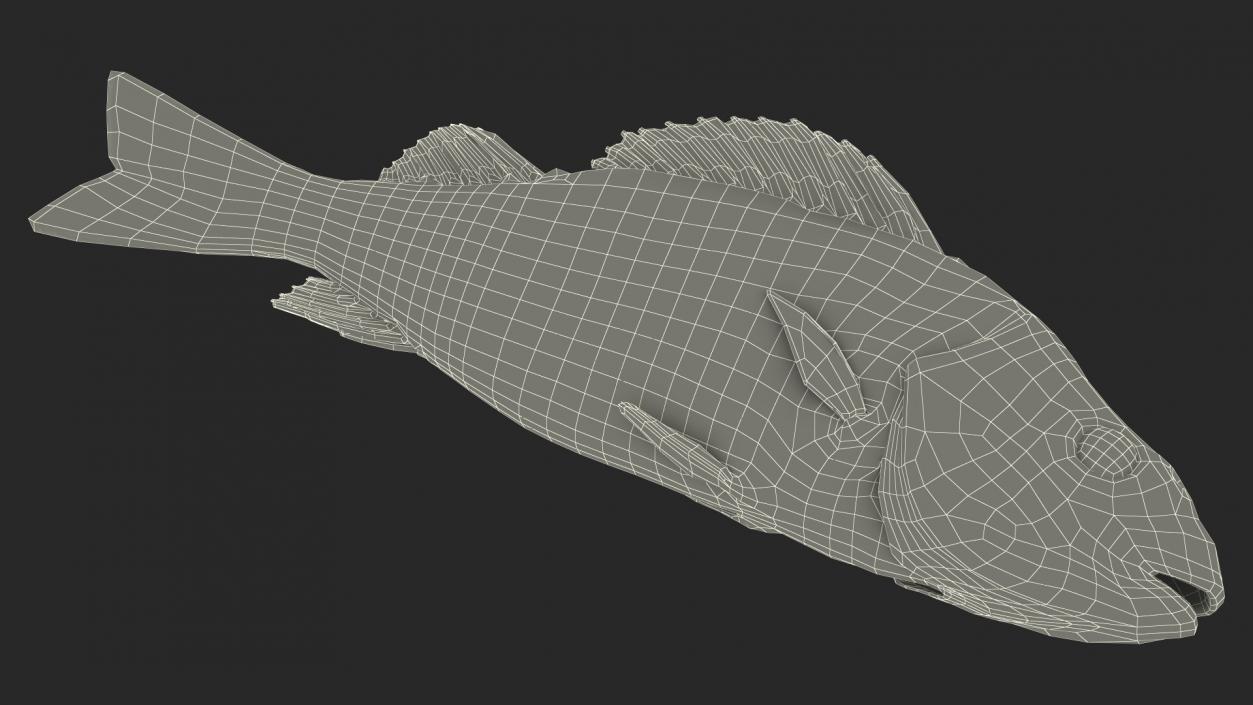 3D model Caught Perca Fluviatilis Fish Lying