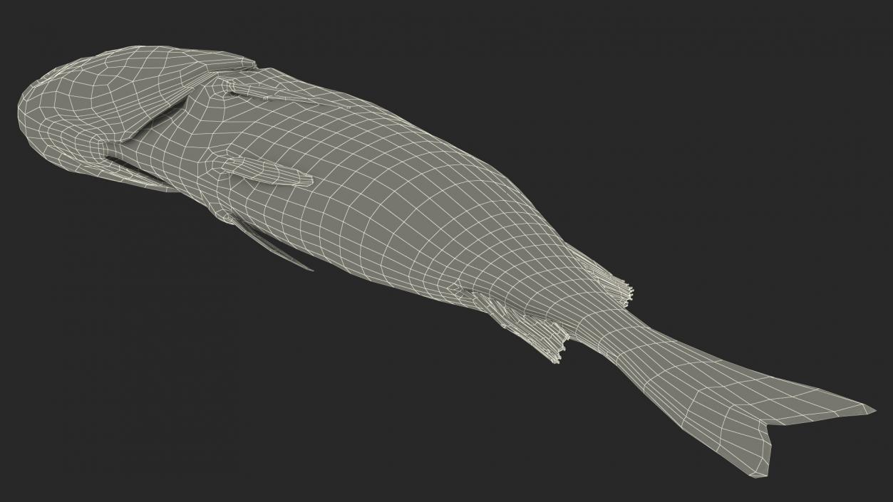 3D model Caught Perca Fluviatilis Fish Lying