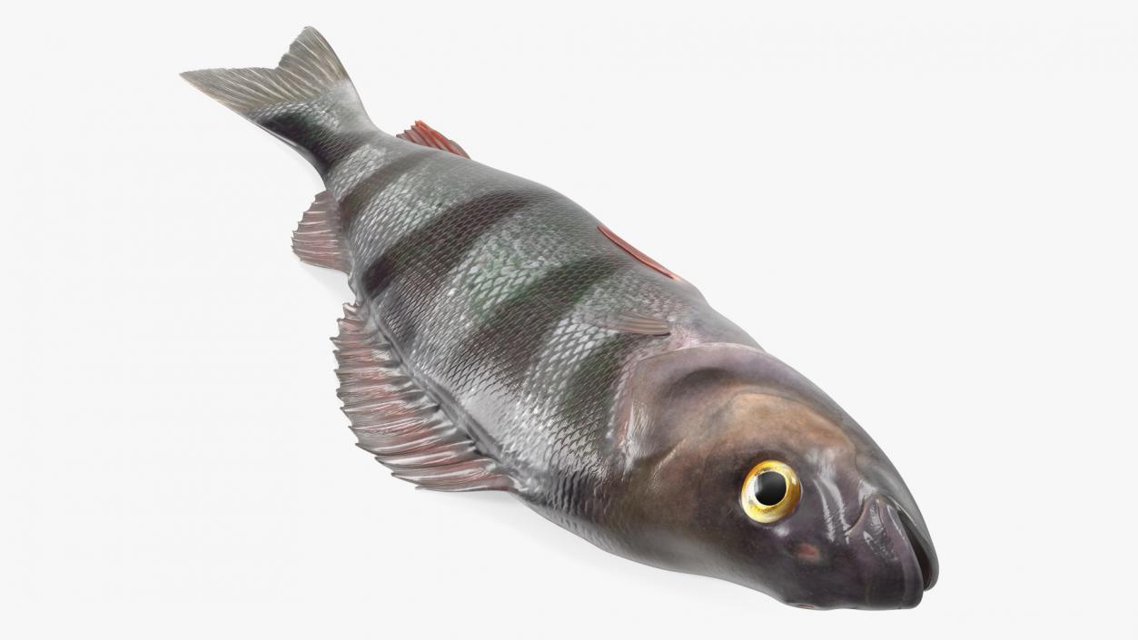 3D model Caught Perca Fluviatilis Fish Lying