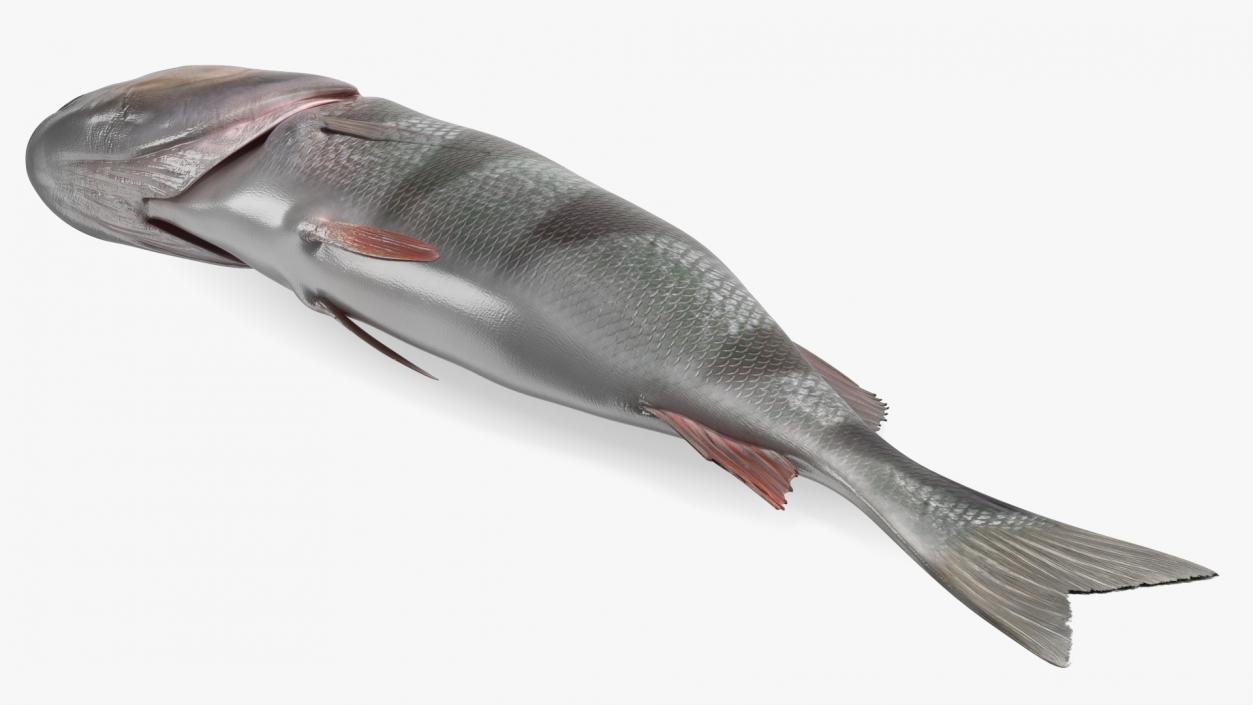 3D model Caught Perca Fluviatilis Fish Lying