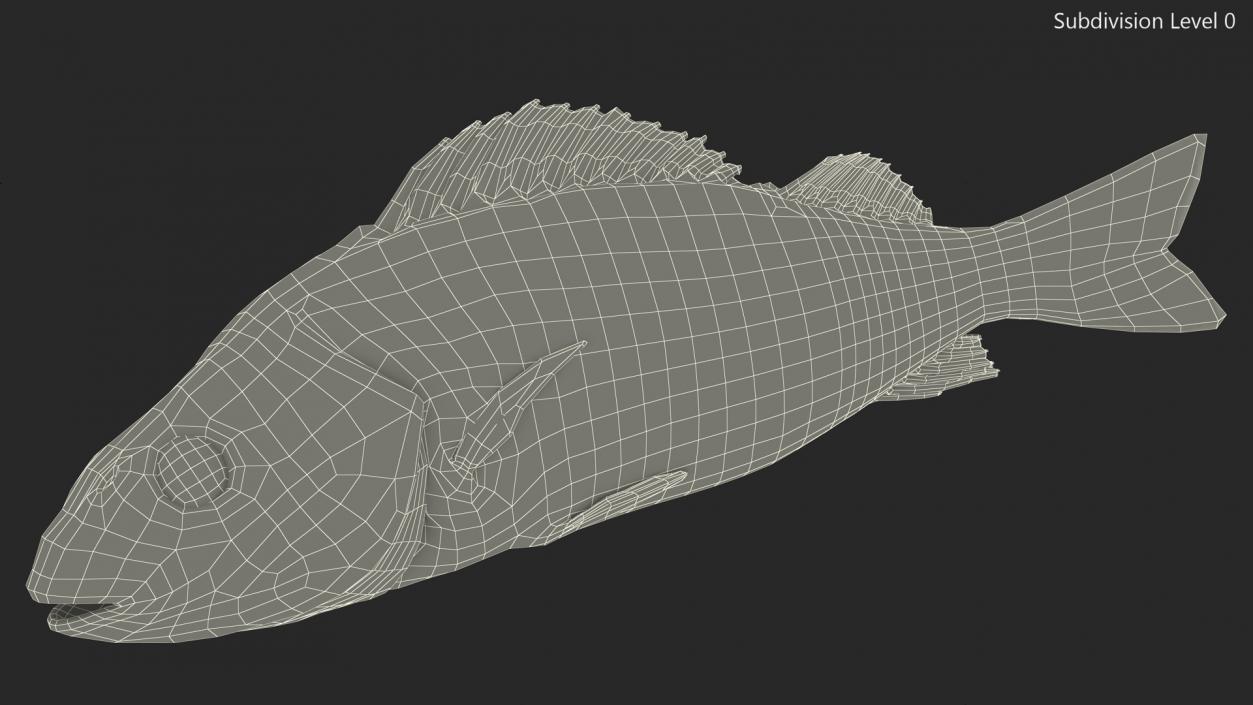 3D model Caught Perca Fluviatilis Fish Lying