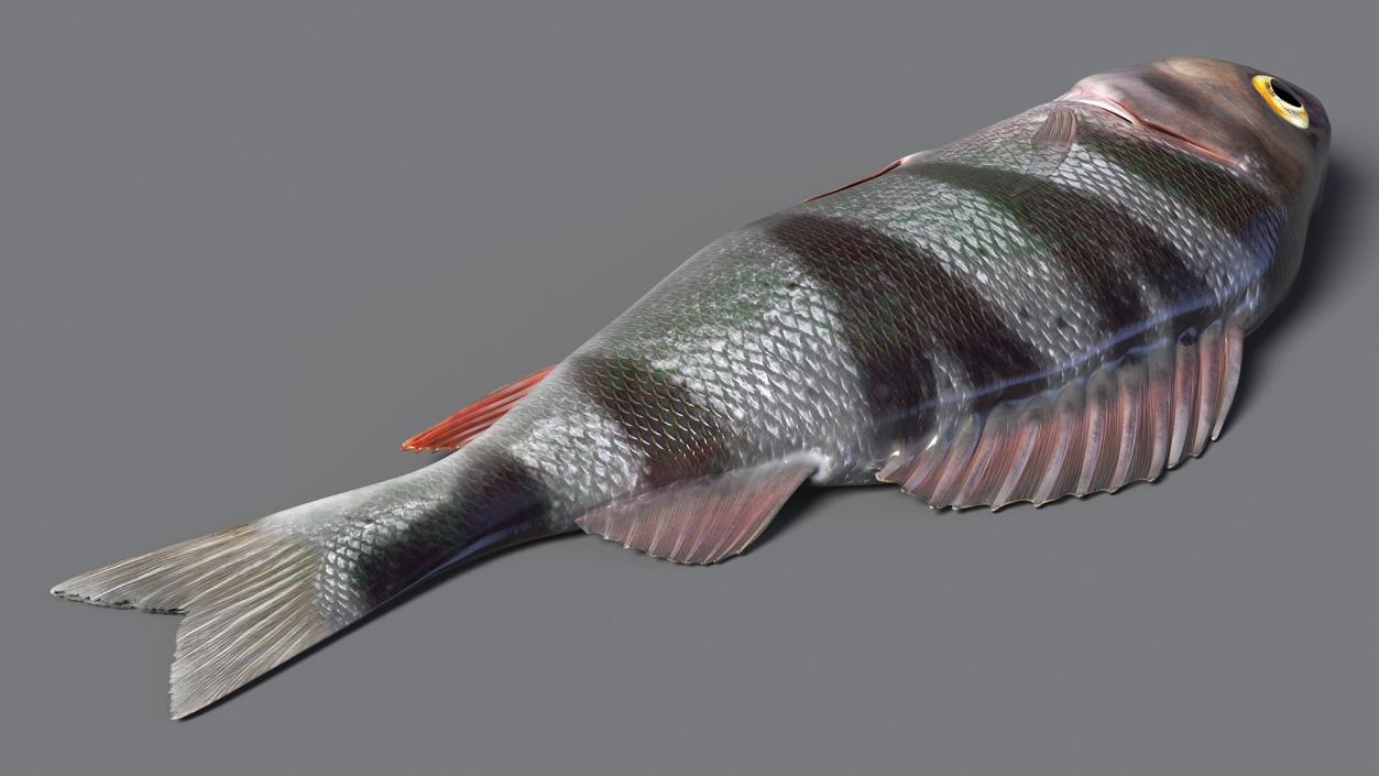 3D model Caught Perca Fluviatilis Fish Lying