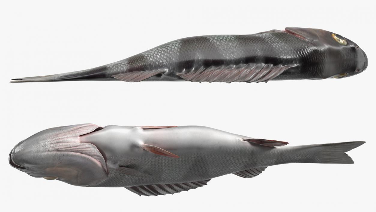 3D model Caught Perca Fluviatilis Fish Lying