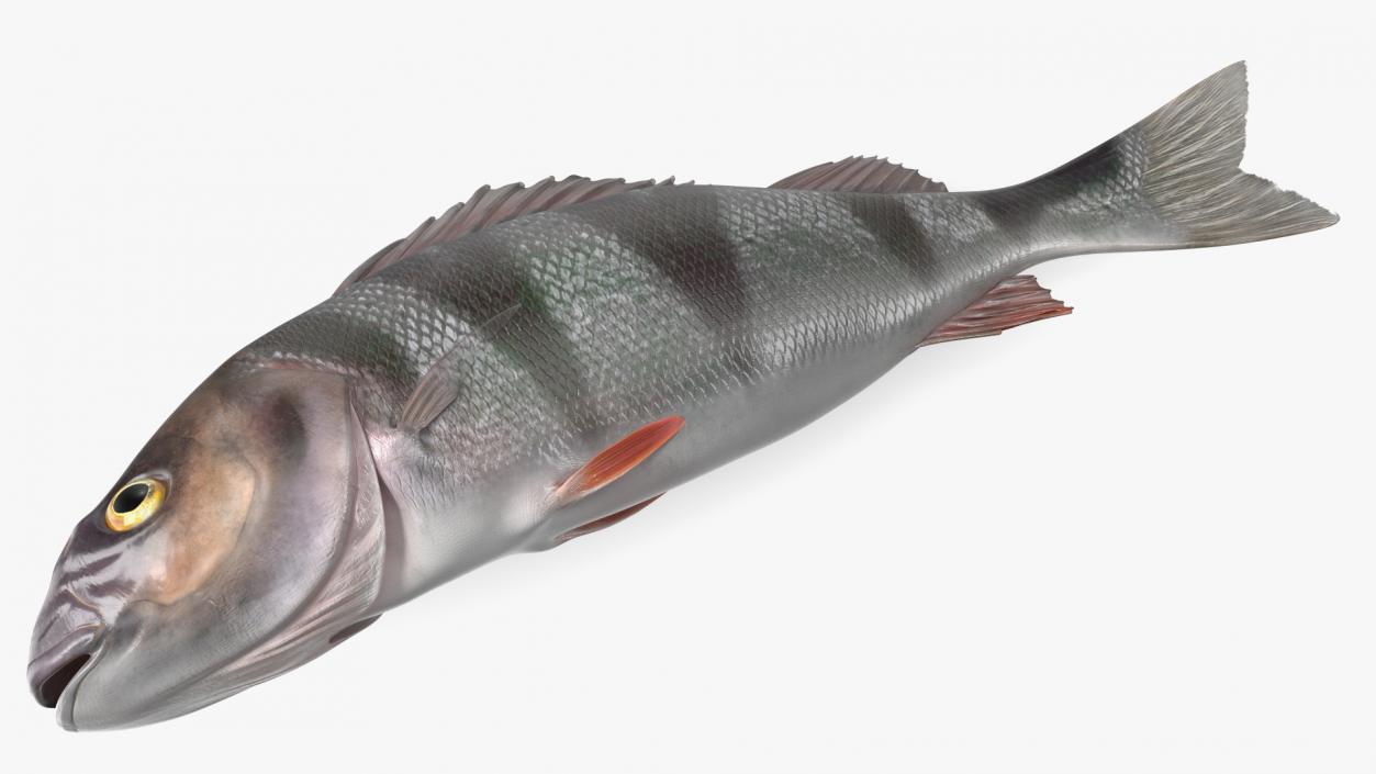 3D model Caught Perca Fluviatilis Fish Lying