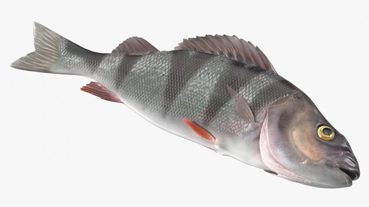 3D model Caught Perca Fluviatilis Fish Lying