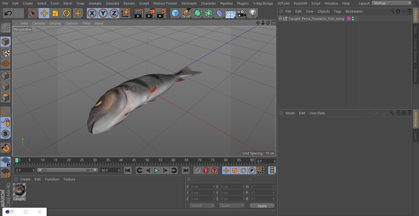 3D model Caught Perca Fluviatilis Fish Lying