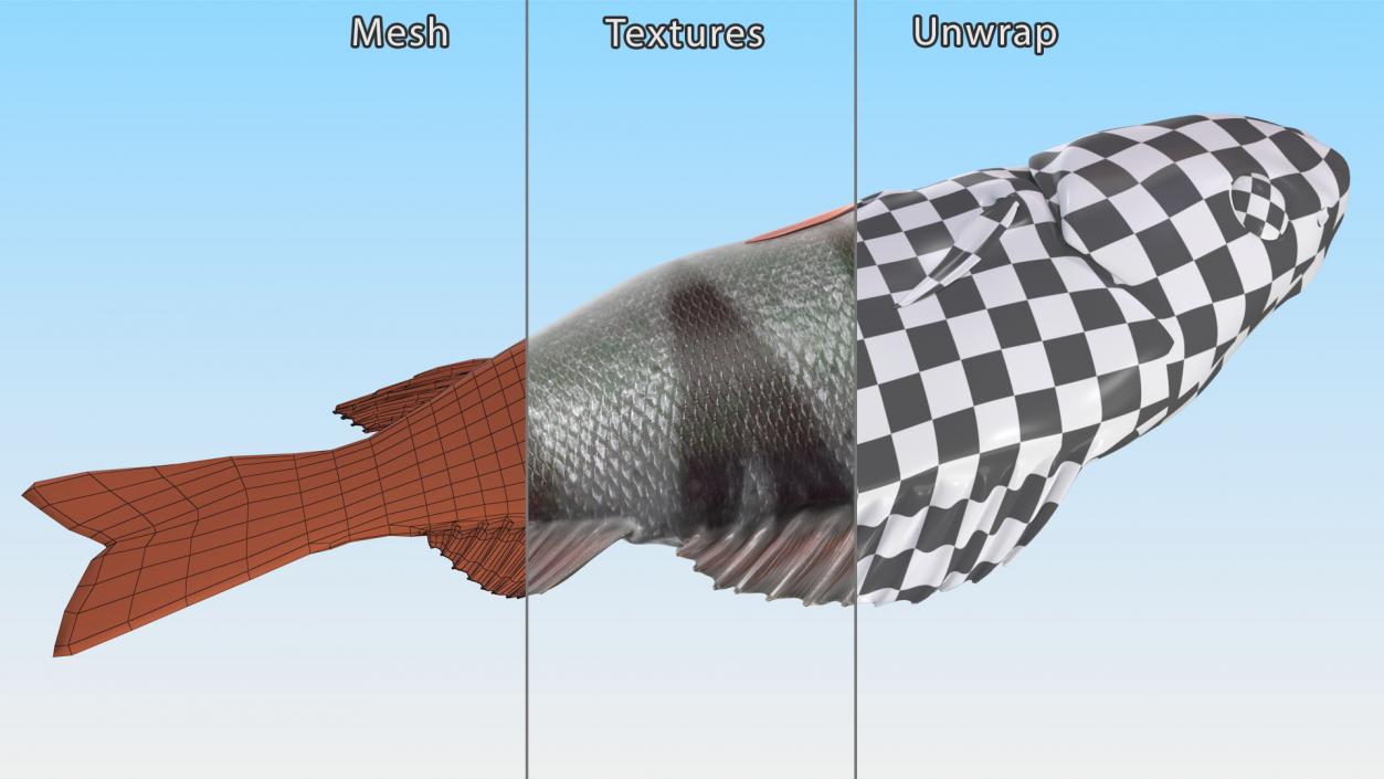 3D model Caught Perca Fluviatilis Fish Lying