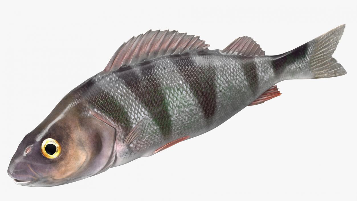 3D model Caught Perca Fluviatilis Fish Lying