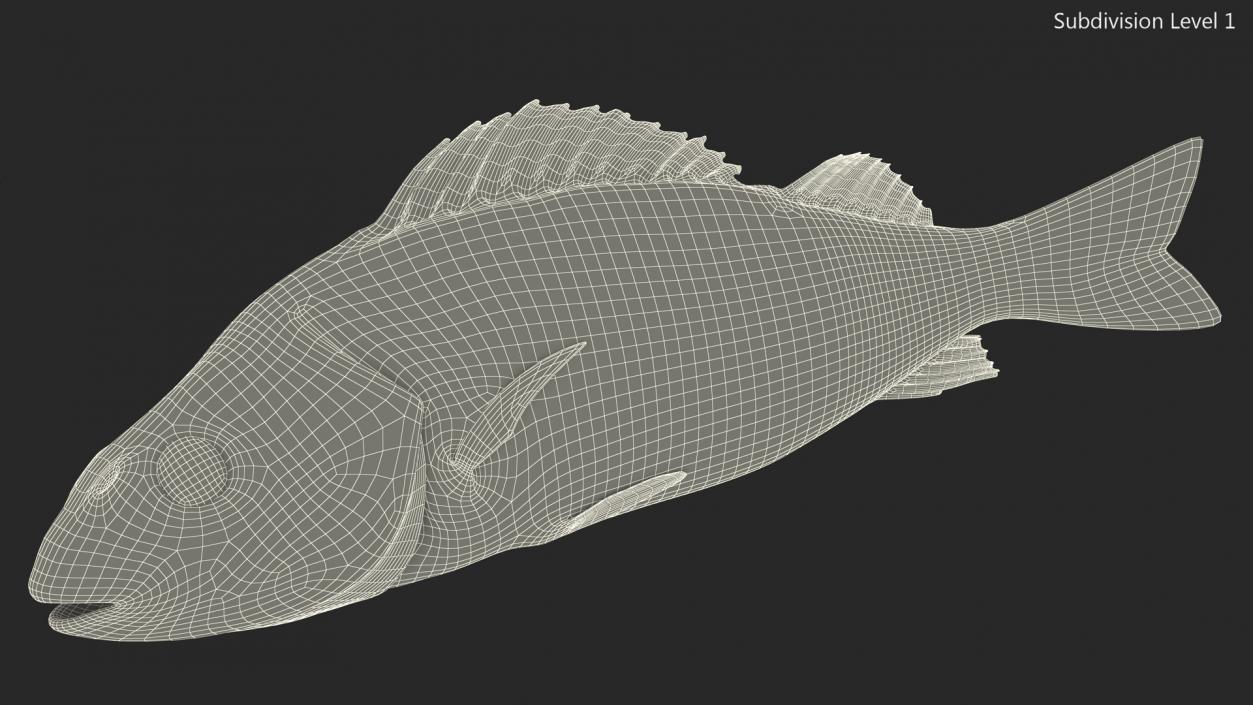 3D model Caught Perca Fluviatilis Fish Lying