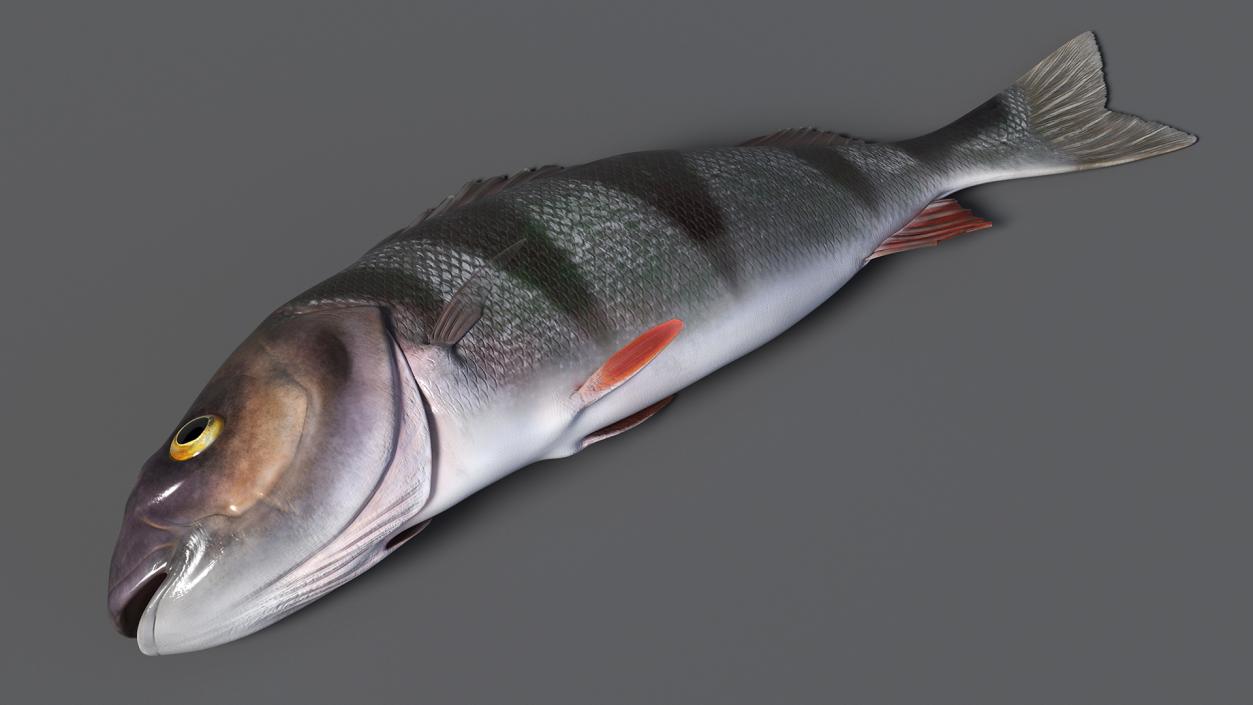 3D model Caught Perca Fluviatilis Fish Lying