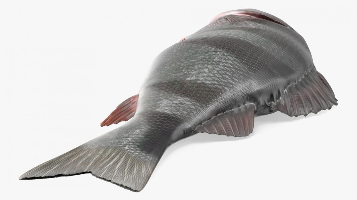 3D model Caught Perca Fluviatilis Fish Lying