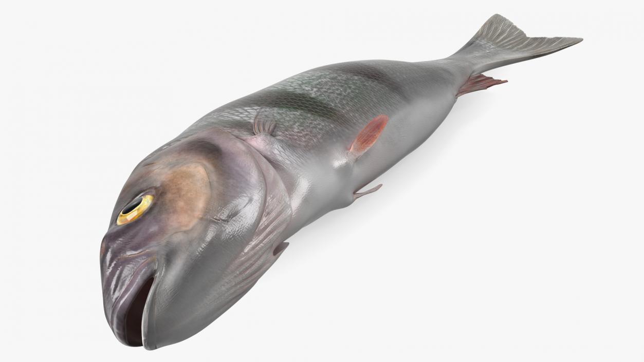 3D model Caught Perca Fluviatilis Fish Lying