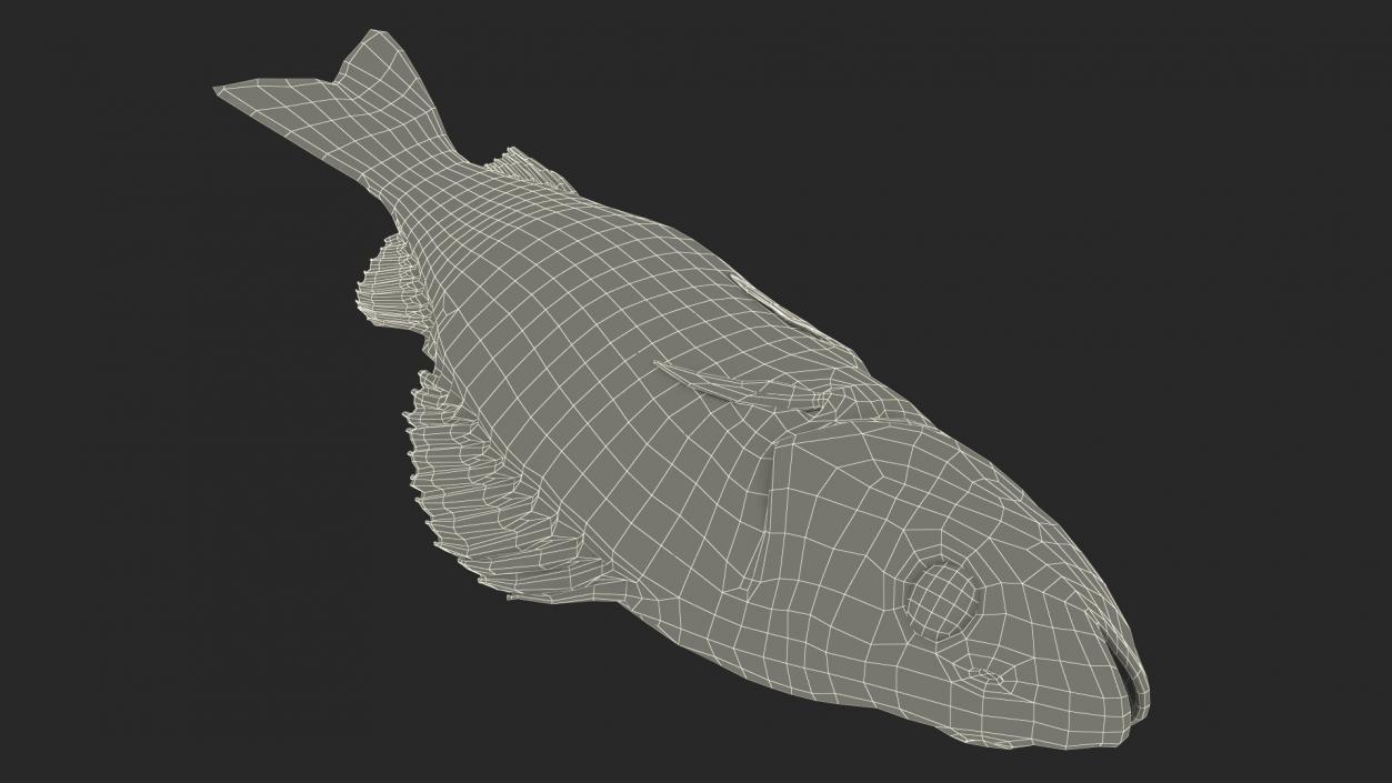 3D model Caught Perca Fluviatilis Fish Lying