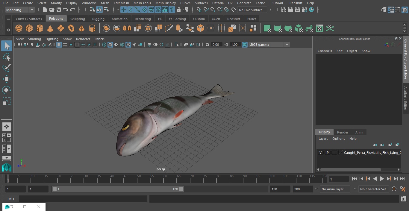 3D model Caught Perca Fluviatilis Fish Lying