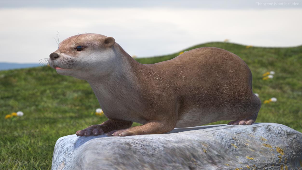 River Otter Lying Pose 3D