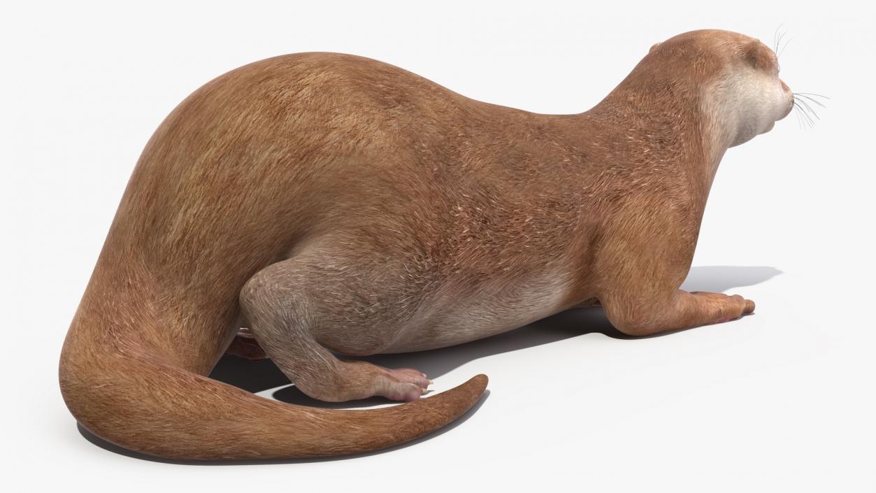 River Otter Lying Pose 3D