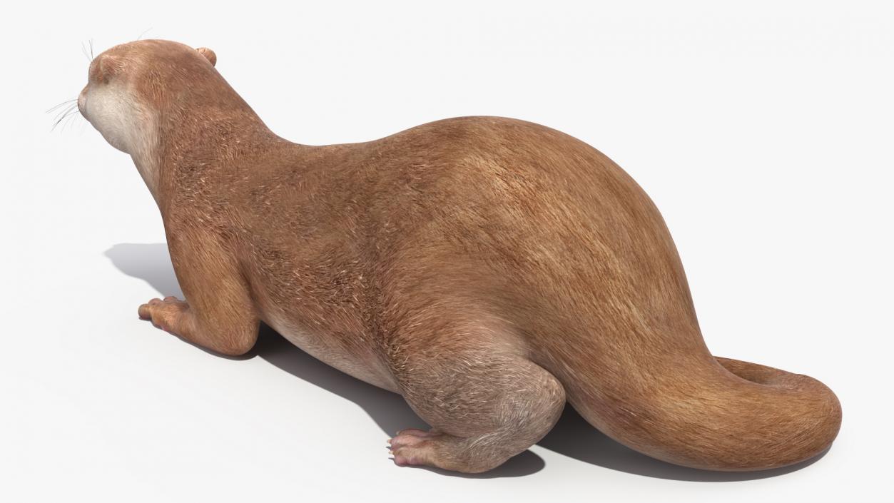 River Otter Lying Pose 3D