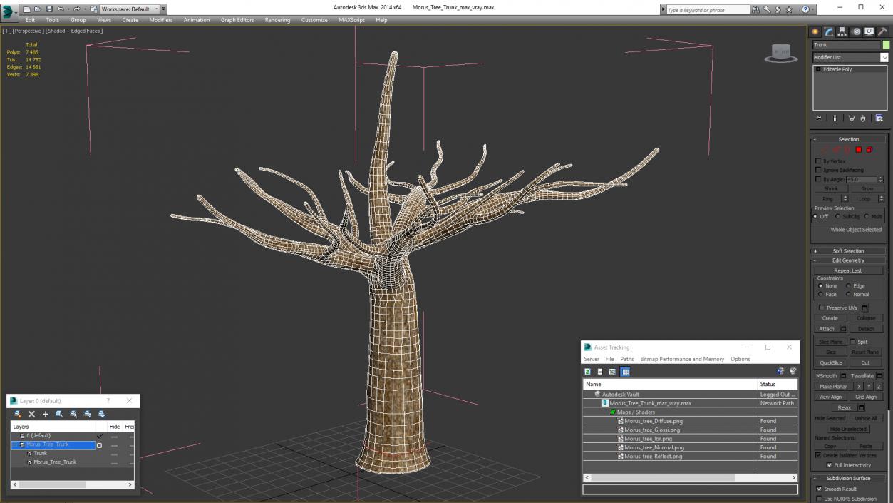 3D Morus Tree Trunk