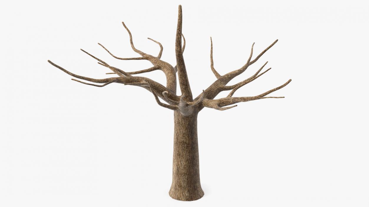 3D Morus Tree Trunk